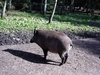 PIC01769.JPG